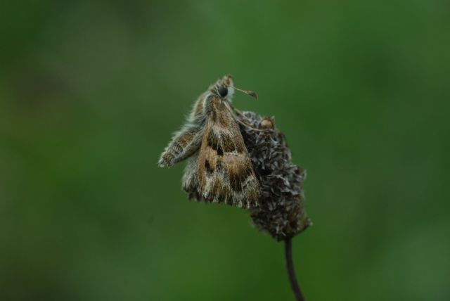 Kaasjeskruiddikkopje, een soort van bloemrijk vochtig hooiland en in Midden-Frankrijk in pioniervegetaties langs laaglandrivieren, zoals de Creuse. Hier op de bloeiwijze van Smalle weegbree.